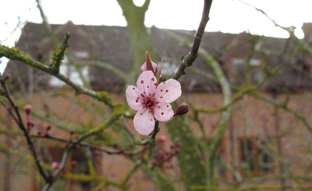 En första blomma som slagit ut.