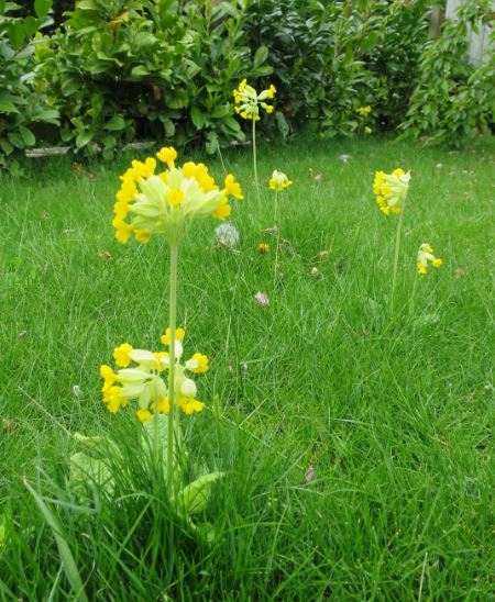 På flera ställen i gräsmattan växer det gullvivor som vi rundar när vi klipper gräset.