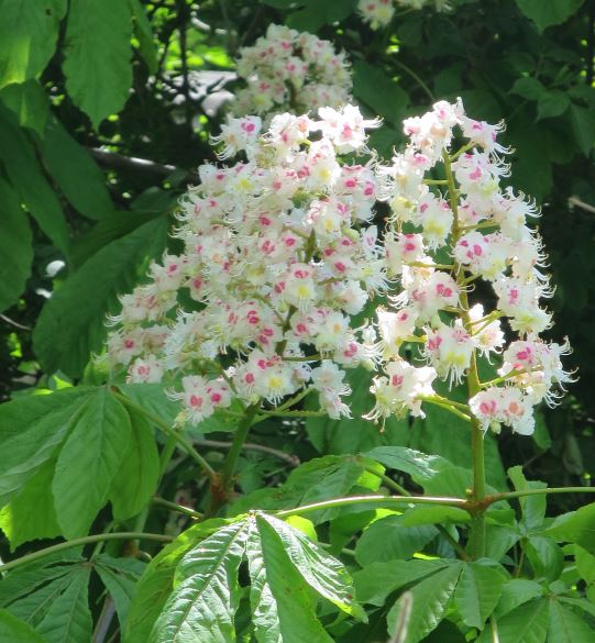Det är kastanjen som blommar så vackert (hästkastanj tror jag). 