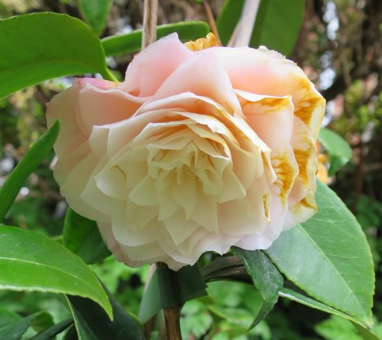 Den ljusa kamelian har nästan blommat över. Precis som den röda så tittade de flesta blommorna in i häcken, men inte den här.