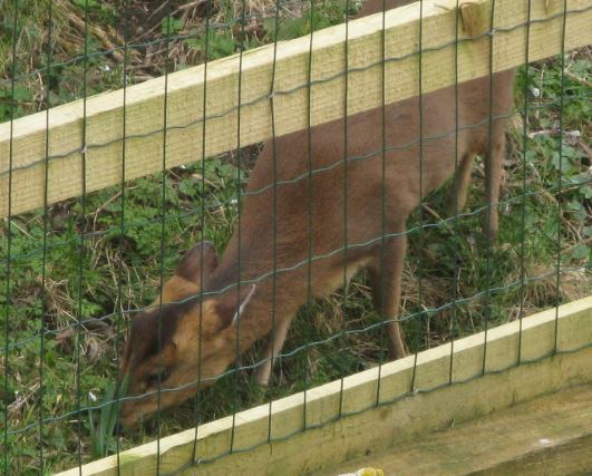 Jag läste på lite och fick veta att denna lilla hjort (knappt halvmetern hög) inte brukar göra någon större skada i naturen eller i trädgårdar. Enda undantaget var väl på primula som den älskar.