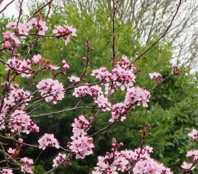 Vårt rosa träd blommar för fullt, men vinden gör vad den kan för att riva av blombladen.