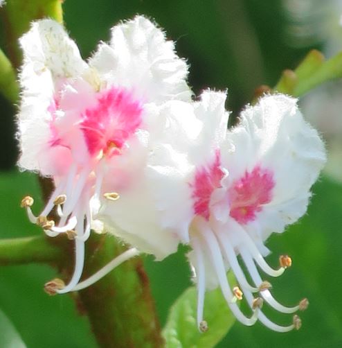 Vilken växt sitter dessa på?