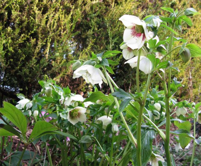 De vita julrosorna har kommit ikapp de mörka och blommar för fullt.