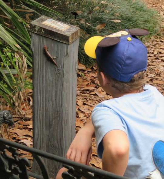 Flera sorters ödlor såg vi också.