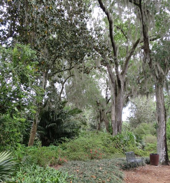 Stora delar av stället var djungelliknande och träden med grå lav som hängde från alla grenar gjorde att det nästan kändes spöklikt,