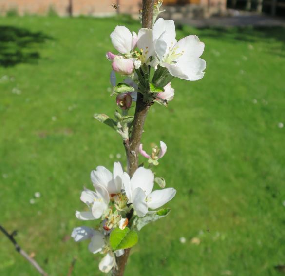 En gren på familjeäppelträden jag planterade blommar. Ett par andra grenar har stora blad. Resten har inte riktigt kommit igång än. Men det verkar som om alla sorter lever i alla fall.