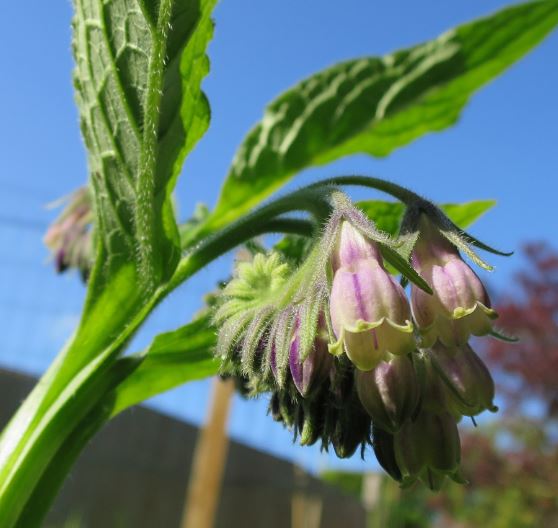 På andra sidan bäcken hittade jag vallört, en växt som nästan är helig för folk som sysslar med permakultur. Dess djupa rötter tar upp mineraler och andra näringsämnen ur marken så man kan använda bladen för att gödsla andra växter. Perfekt. Söt är den också, även om många betraktar den som ett ogräs.