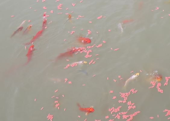 Regnet hade gjort vattnet grumligt och då krävs det lite mer övertalning (rosa mat-korvar) för att de ska komma upp till ytan.