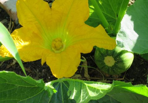 En pumpaplanta som verkligen trivs. Pumporna blir sånna där stora orangea.