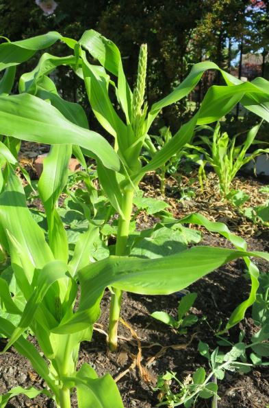 Majsen är inte så hög som den hade kunnat varit med rätt näring, men vi hoppas på lite skörd i alla fall.