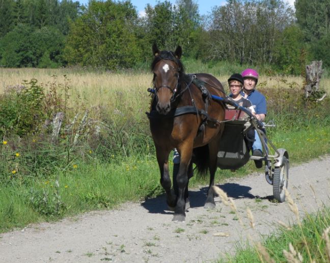 Givetvis blev det en sväng i sulkyn också. Nu är det hästen Hanson som får ut och röra på sig. A sitter framför farmor i sulkyn.