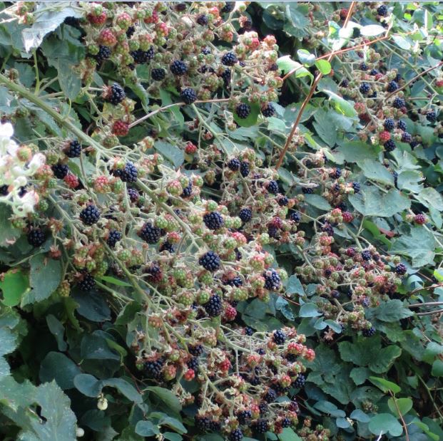 På andra sidan bäcken där det är som brantast och smalast så man inte kan nå dem, där växer förstås de flesta björnbären.