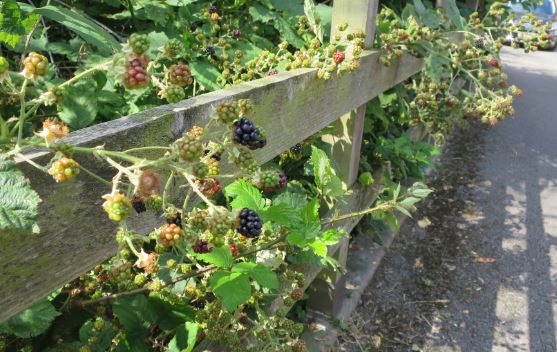 Vid vår garageuppfart är det inte alls lika tätt.