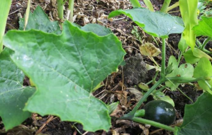 Bladen som kommit fter att jag surat ner jorden med svavel ser mycket friskare ut.