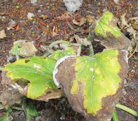 Dessa blad tillverkades innan jag tillsatte svavel. De ser inte nöjda ut, men de har faktiskt inte vissnat ytterligare sen svavlet kom dit