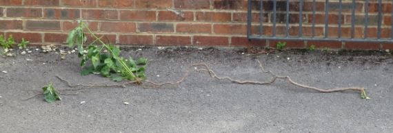 Längsta rotbiten jag fick upp var bortåt 2m och hade planta både i höger ände (fast den hade jag kapat så den syns knappt) och en till vänster.