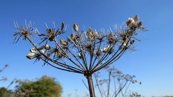 Fina fröställningar fanns det med...