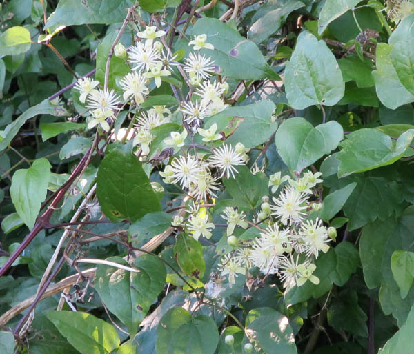 ... och vildväxande klematis (tror jag) som blommade och klättrade över en massa andra buskar.