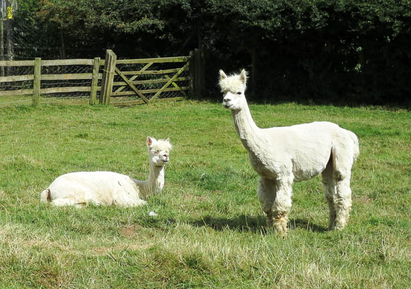 Alpackorna tittar på oss.