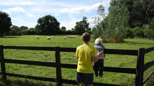 Kusinerna A och E tittar på får.
