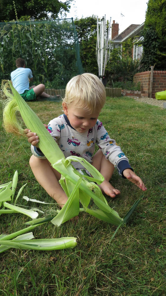 Att hjälpa till med att skala majs var också kul. Fast majsen var inte riktigt mogen då. Den är mycket godare nu.